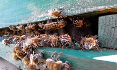 viral: la tremenda invasion de abejas en el techo de una casa viral: la tremenda invasion de abejas en el techo de una casa