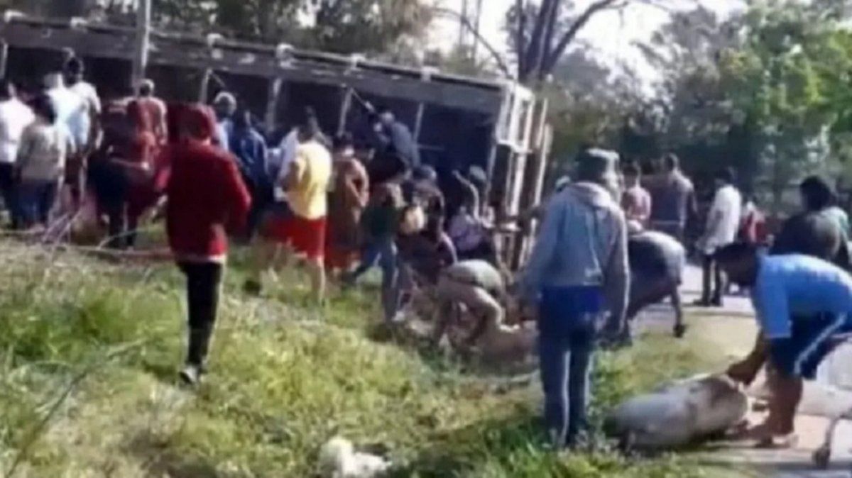 Video: volcó un camión con cerdos en Pilar y los vecinos los carnearon en el medio de la calle