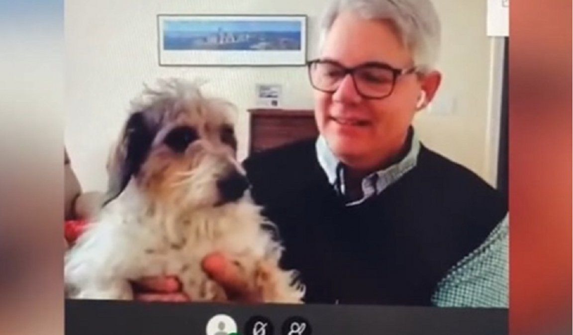 Video viral: profesor mostró a sus perros en medio de una clase por videollamada.