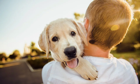 Los científicos estudiaron a 18 perros y a sus dueños para comprobar que los canes cuentan con la capacidad de imaginarse a su dueño acariciando a otro perro y sienten envidia. Los científicos estudiaron a 18 perros y a sus dueños para comprobar que los canes cuentan con la capacidad de imaginarse a su dueño acariciando a otro perro y sienten envidia.
