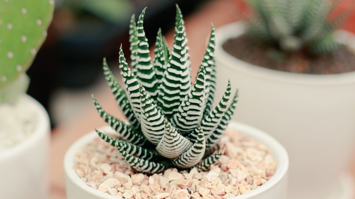 La Haworthia es ideal para interiores porque crece de forma lenta y compacta, manteniendo sus rayas blancas incluso cuando no recibe sol directo.