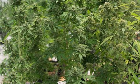 Misiopharma es una empresa Sociedad del Estado de la provincia de Misiones, cuyo objetivo principal es el cultivo y producción de la planta de cannabis. Misiopharma es una empresa Sociedad del Estado de la provincia de Misiones, cuyo objetivo principal es el cultivo y producción de la planta de cannabis.