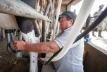 Crujen los tambos: desde MEPROLSAFE alertan que el récord exportador no llega al productor Crujen los tambos: desde MEPROLSAFE alertan que el récord exportador no llega al productor