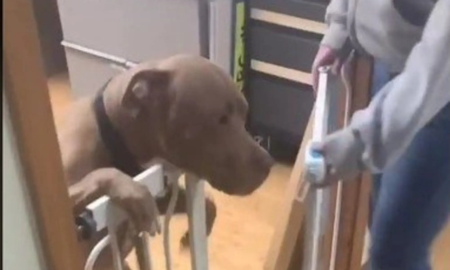 Video: viajó 1000 km para reencontrarse con su perro, que había sido robado hace casi tres años Video: viajó 1000 km para reencontrarse con su perro, que había sido robado hace casi tres años