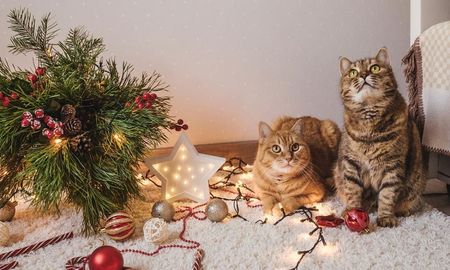 Se acerca la Navidad y los gatos están ansiosos. Se acerca la Navidad y los gatos están ansiosos.