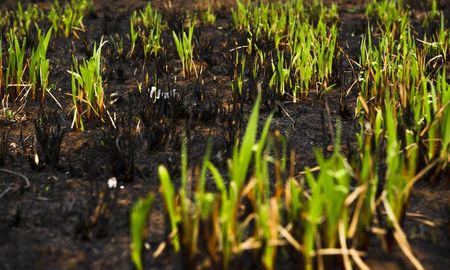 Se plantea reforestar las áreas afectadas por los incendios que ocurrieron hace pocos meses Se plantea reforestar las áreas afectadas por los incendios que ocurrieron hace pocos meses