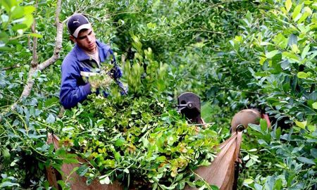 crisis del sector yerbatero en misiones: productores exigen la declaracion de emergencia crisis del sector yerbatero en misiones: productores exigen la declaracion de emergencia
