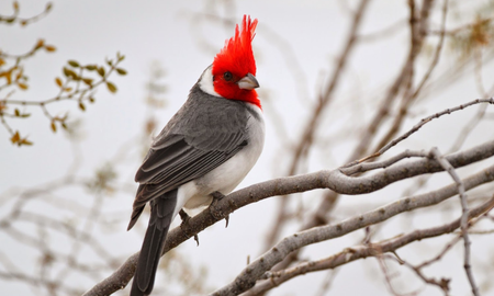 Cuál es el significado espiritual del cardenal