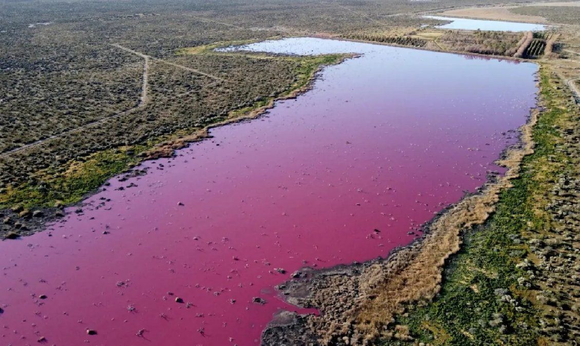 Lago en Argentina se tiñe de rosa por polución de industrias pesqueras