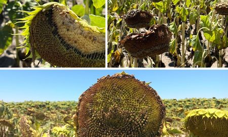 girasol en riesgo: reunion clave en el norte santafesino por ataques de aves girasol en riesgo: reunion clave en el norte santafesino por ataques de aves