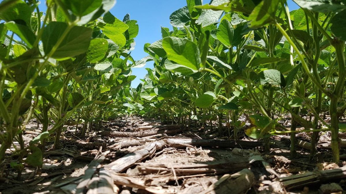 Lote con soja temprana; en pleno proceso de desarrollo vegetativo