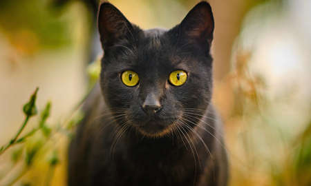 Por qué los gatos negros y blancos están en peligro durante Halloween. Por qué los gatos negros y blancos están en peligro durante Halloween.