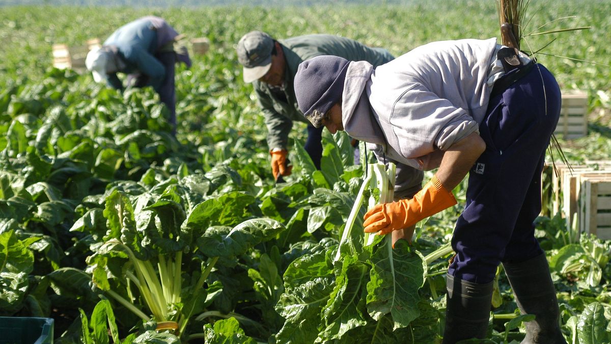 Día Del Trabajador Rural: Por Qué Se Celebra Cada 8 De Octubre