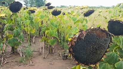 Cosecha récord de girasol 2024/25 en Santa Fe: el incremento que sorprendió a los productores