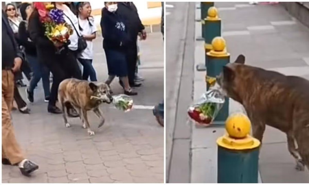 Una perrita conmovió las redes al acompañar un cortejo fúnebre con un ramo de flores Una perrita conmovió las redes al acompañar un cortejo fúnebre con un ramo de flores