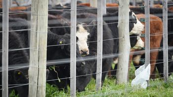 Brasil bate récord exportador de carne vacuna, pero las de Argentina caen 22%