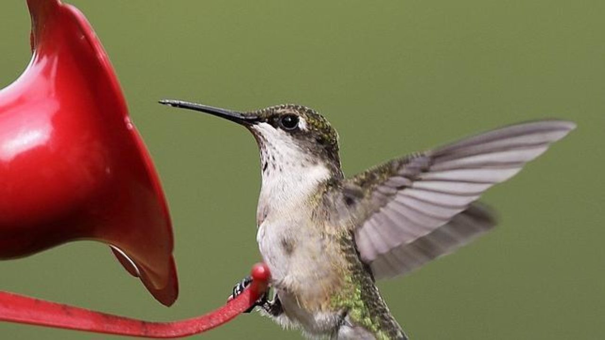 El colibrí consume néctar como parte principal de su dieta.