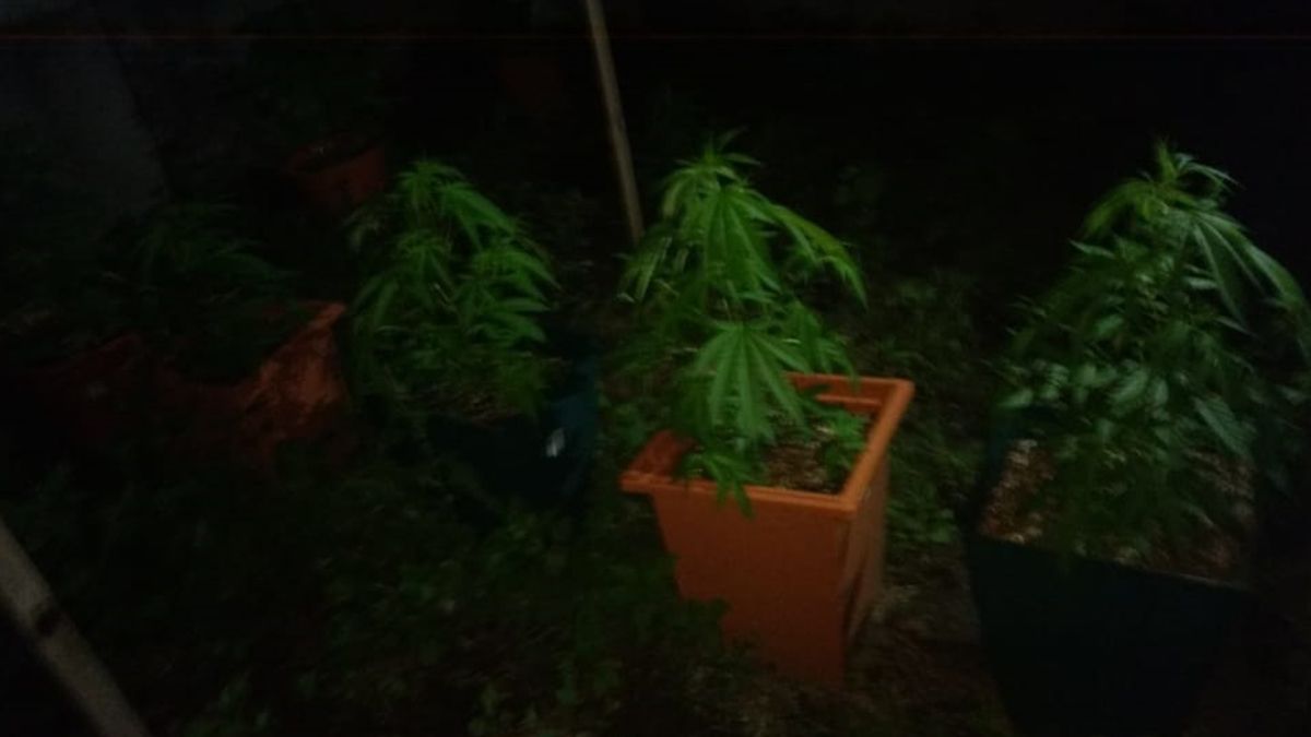 Las plantas secuestradas en el procedimiento.