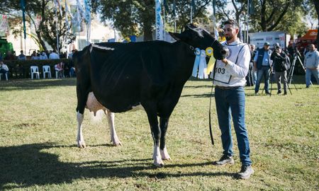 tras el gran campeon macho, una cabana de santa fe obtuvo el gran vaca suprema tras el gran campeon macho, una cabana de santa fe obtuvo el gran vaca suprema