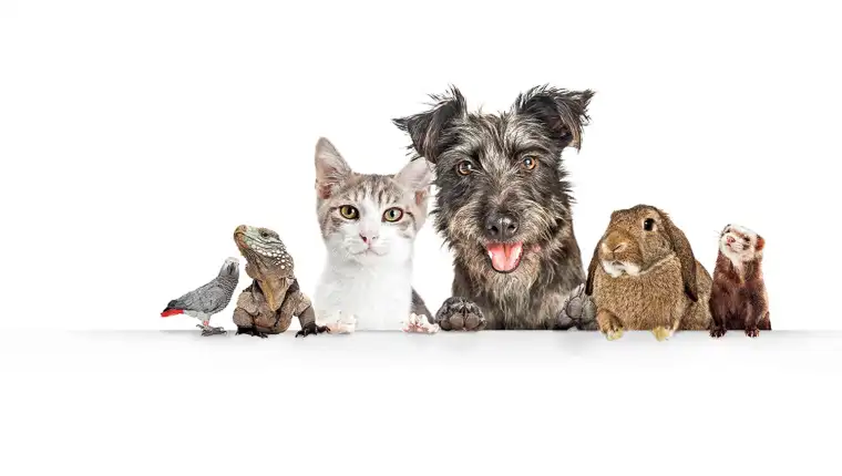 Los 14 artículos que conforman esta Declaración Universal pueden sintetizarse en cuatro derechos básicos: la vida, la libertad, no sometérseles a situaciones que les generen dolor, y no considerárseles propiedad.