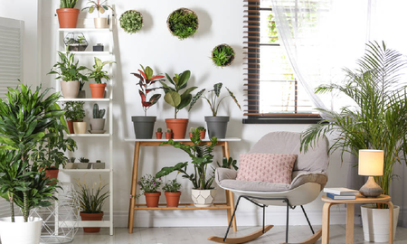 Plantas negativas que no deberías tener dentro de casa Plantas negativas que no deberías tener dentro de casa