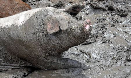 Cancillería desmintió el avance del acuerdo porcino con China. Este lunes, activistas se expresan en redes sociales bajo el hashtag #Noalacuerdoporcinoconchina Cancillería desmintió el avance del acuerdo porcino con China. Este lunes, activistas se expresan en redes sociales bajo el hashtag #Noalacuerdoporcinoconchina