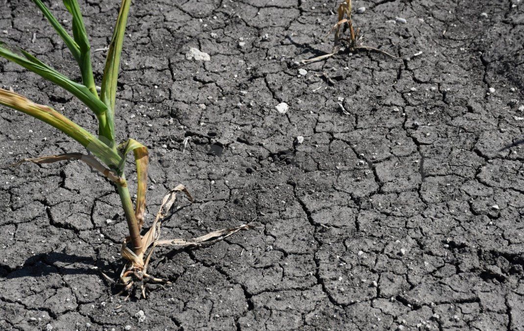 Las condiciones extremas del clima terminaron de encender todas las alarmas para el maíz y la soja en la región Núcleo.