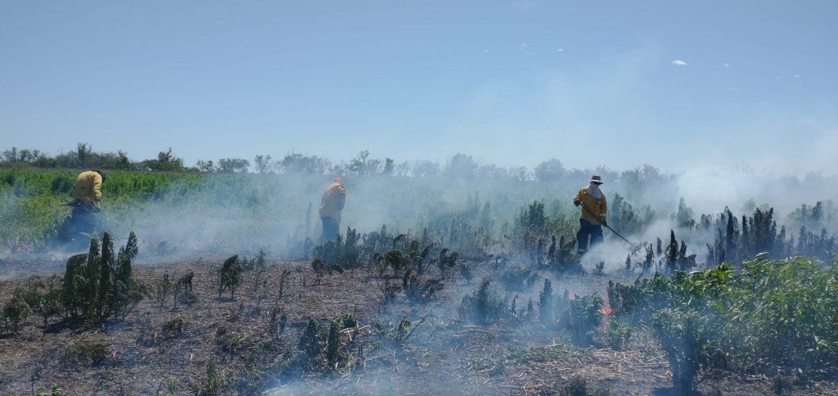 Instalarán torres de detección de humo en islas del Delta del Paraná.