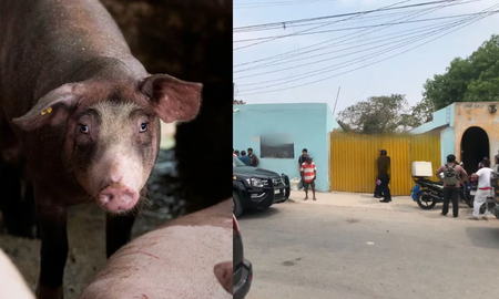 Un hombre murió atacado a mordiscos por uno de sus animales en su granja en México. Un hombre murió atacado a mordiscos por uno de sus animales en su granja en México.