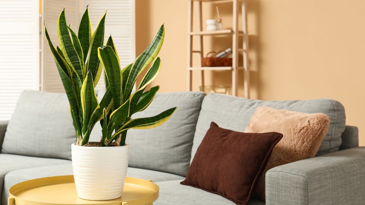 La ubicación para que la lengua de suegra se mantenga firme y saludable en otoño.