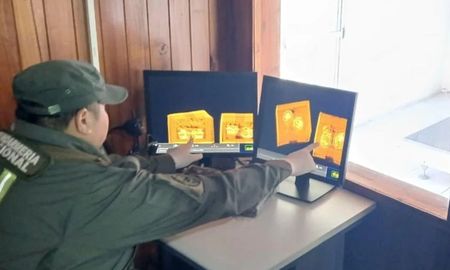 Gendarmería halló seis crías de pitones ocultas en una encomienda que iba de Misiones a Buenos Aires