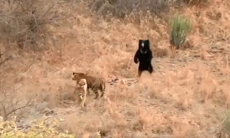 un oso perezoso se enfrenta a dos tigres en un parque nacional de la india un oso perezoso se enfrenta a dos tigres en un parque nacional de la india
