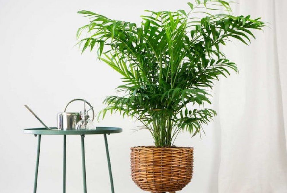Palmera de salón