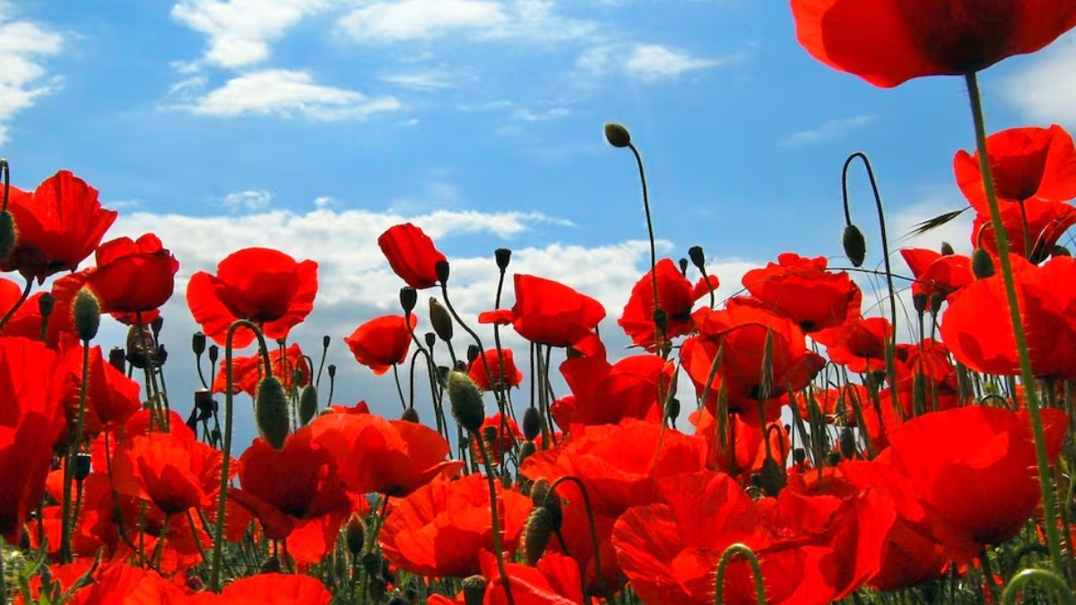 La amapola necesita sol pleno para florecer durante la primavera. La amapola necesita sol pleno para florecer durante la primavera.