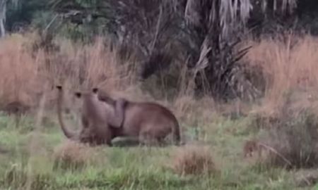 video: una feroz pelea entre dos panteras de florida es viral video: una feroz pelea entre dos panteras de florida es viral