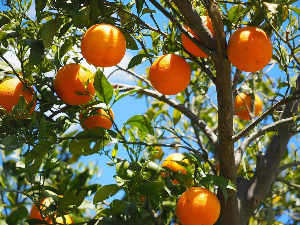 ¡Sacale el máximo provecho a tus naranjas! Ideas para evitar el desperdicio