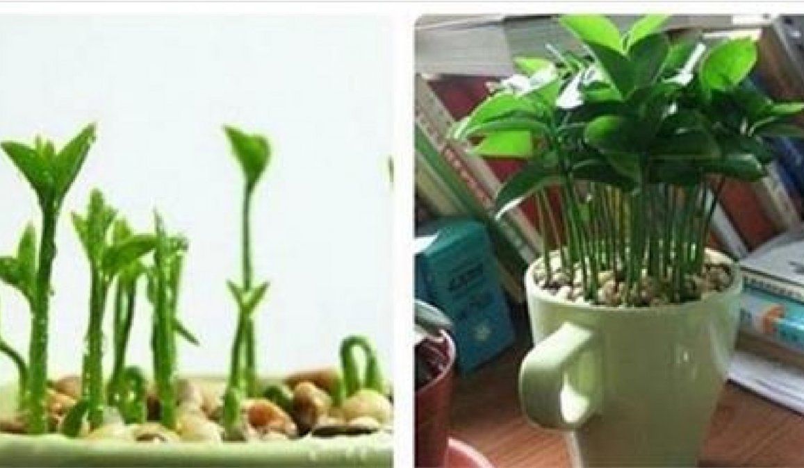 Cómo plantar limones en una taza