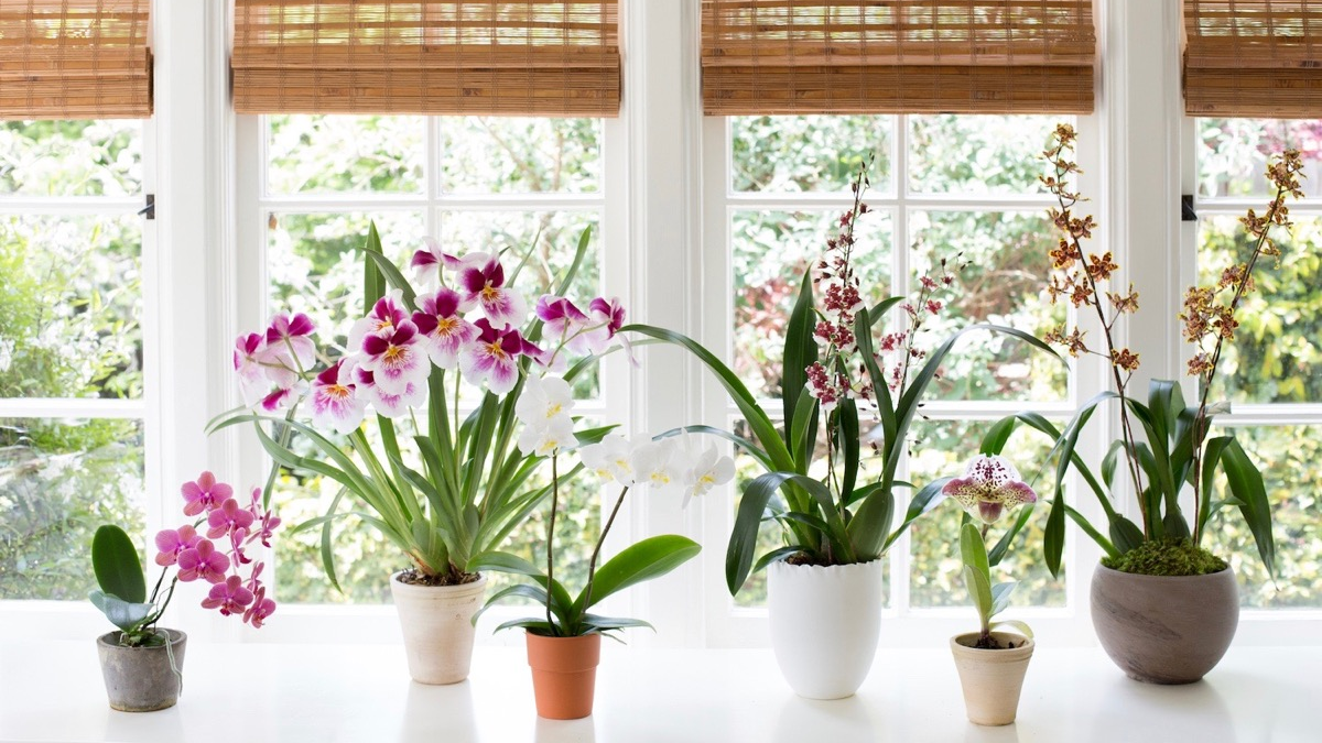 Plantas de interior que dan suerte y son muy sencillas de cuidar según el Feng  Shui