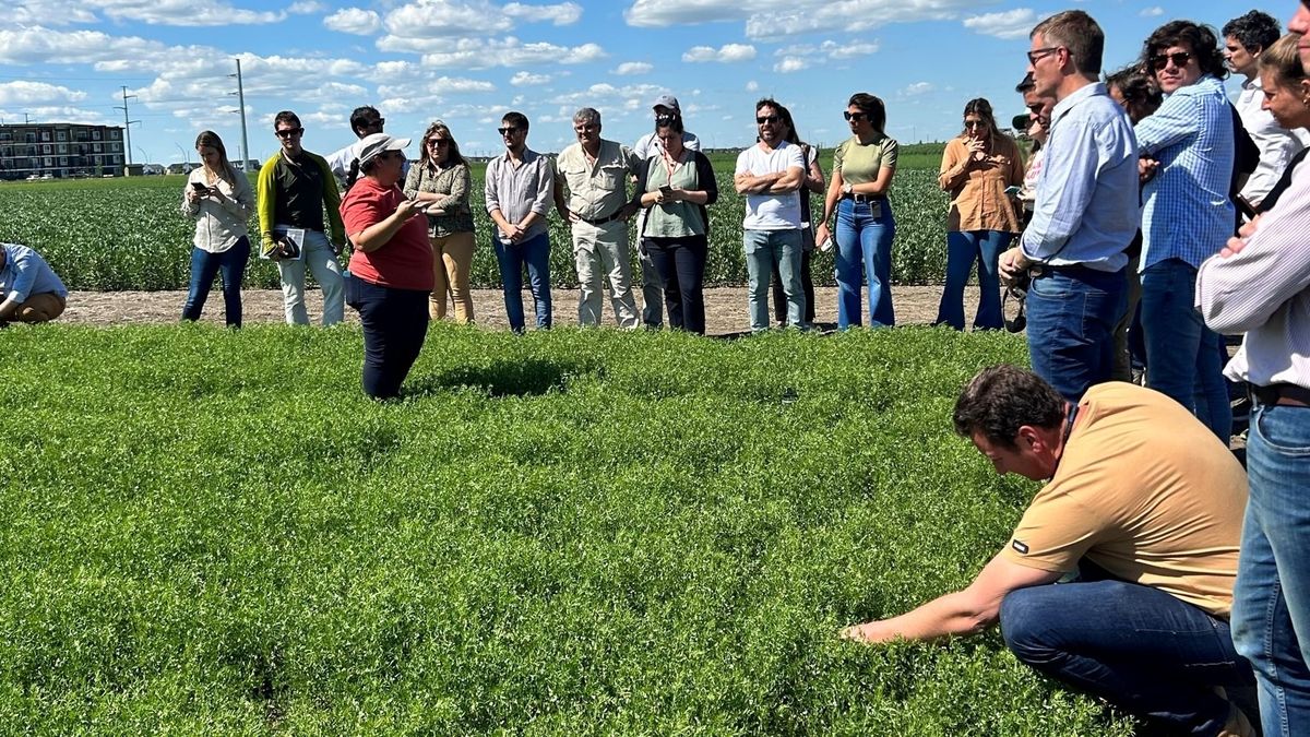 Esta actividad fue impulsada por la Mesa de Legumbres santafesina y fue calificada por las empresas participantes como un antes y un después para la producción provincial.