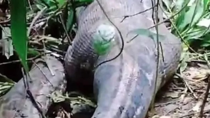 Horror en Indonesia: hallaron el cuerpo de la mujer devorada por una pitón de 5 metros
