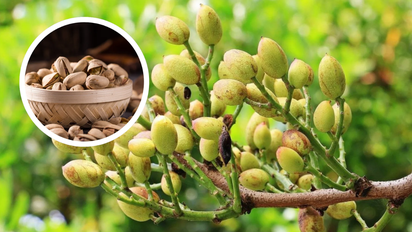 Árbol de pistacho: cómo plantarlo, cuidarlo y cuándo da sus primeros frutos