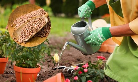 El truco casero con agua de lentejas que hace crecer más rápido tus plantas. El truco casero con agua de lentejas que hace crecer más rápido tus plantas.