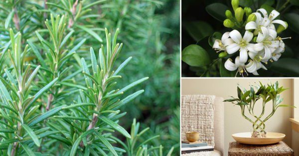 Cinco plantas para limpiar nuestro hogar de energías negativas y protegernos del mal y la envidia