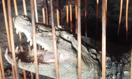 El reptil fue rescatado por policías especializados y luego trasladado hasta la base operativa. El reptil fue rescatado por policías especializados y luego trasladado hasta la base operativa.