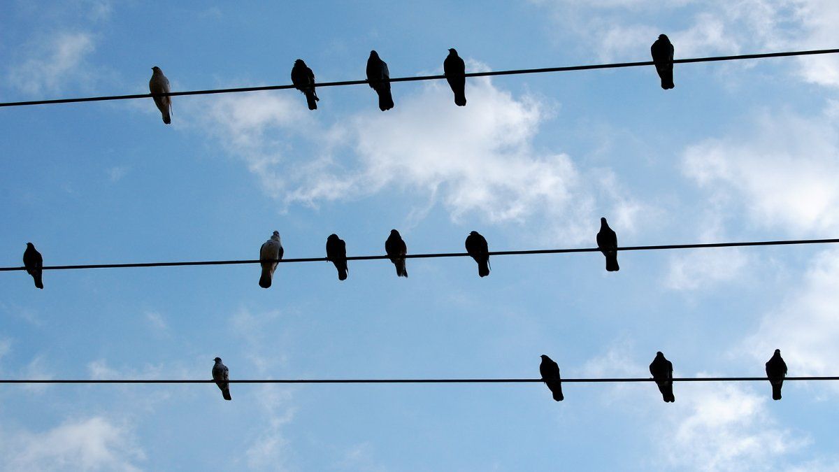 En este caso nos centraremos en la aparición de aves en los sueños