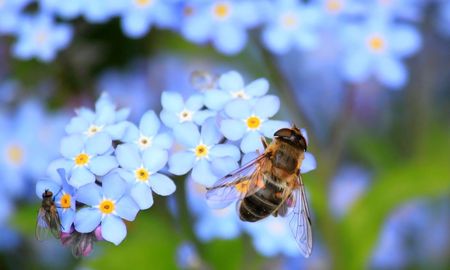 La flor que podés plantar en septiembre para llenar el jardín de abejas. La flor que podés plantar en septiembre para llenar el jardín de abejas.
