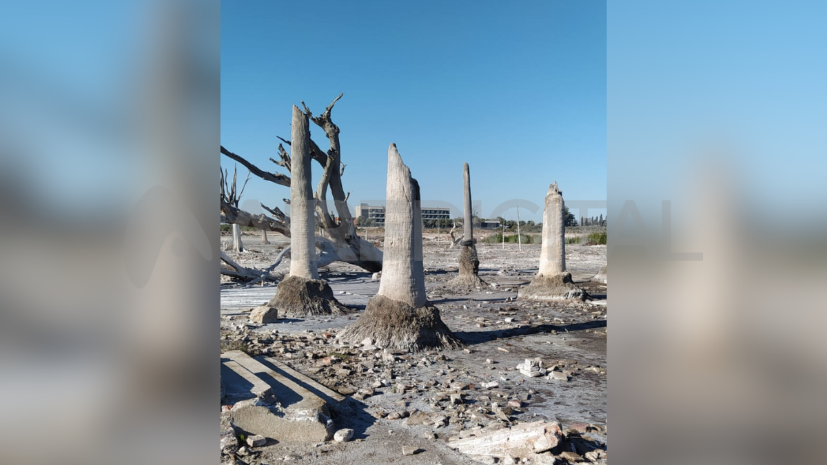 La inundación arrasó tanto con los edificios como con la naturaleza, y actualmente se pueden ver las bases de las palmeras que alguna vez adornaron la ciudad. La inundación arrasó tanto con los edificios como con la naturaleza, y actualmente se pueden ver las bases de las palmeras que alguna vez adornaron la ciudad.