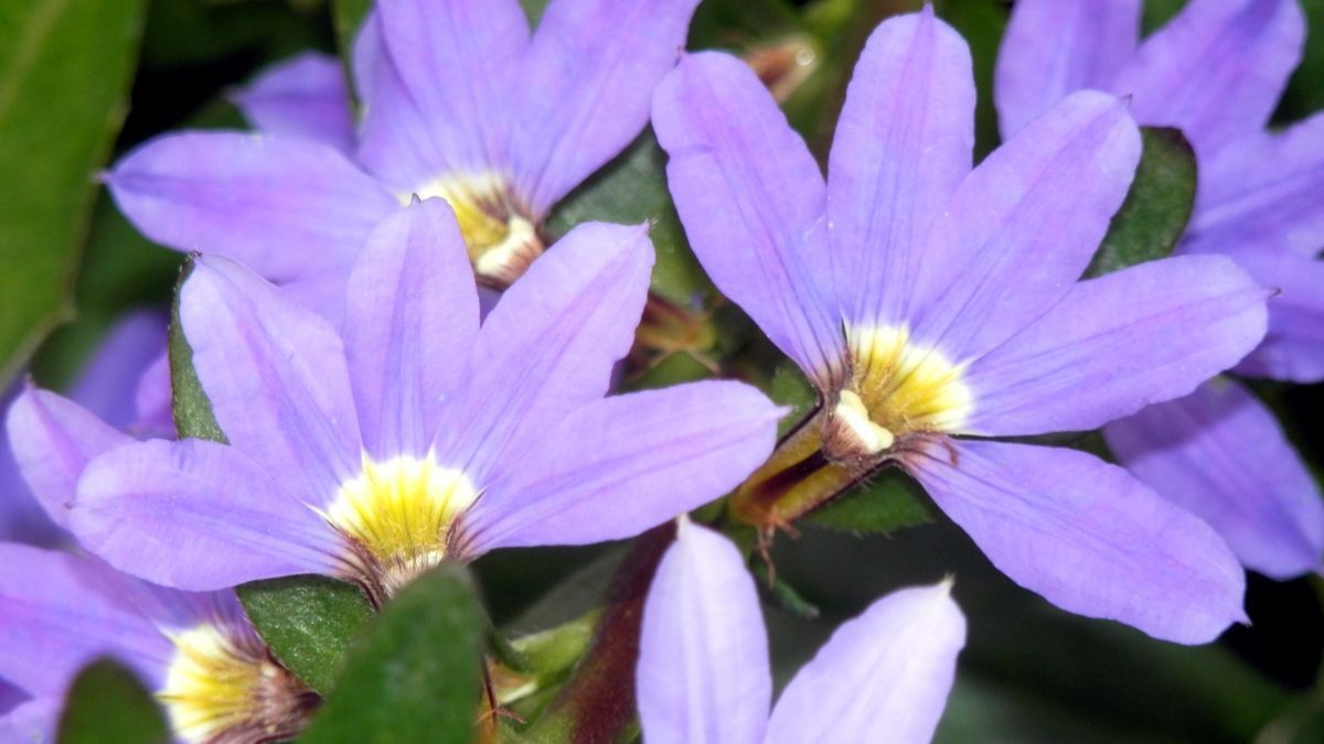 La Scaevola aemula crece r&aacute;pido y florece sin pausa con solo unas horas de sol al d&iacute;a.
