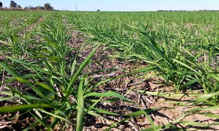 santa fe: el trigo supero la superficie estimada y las lluvias frenaron el maiz tardio santa fe: el trigo supero la superficie estimada y las lluvias frenaron el maiz tardio
