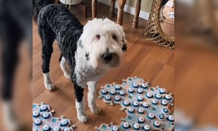 Esta conexión ha causado gran expectación en los usuarios de redes, tanto así que incluso se han creado cuentas parodias de esta perrita, protagonizando sus propios memes. Esta conexión ha causado gran expectación en los usuarios de redes, tanto así que incluso se han creado cuentas parodias de esta perrita, protagonizando sus propios memes.